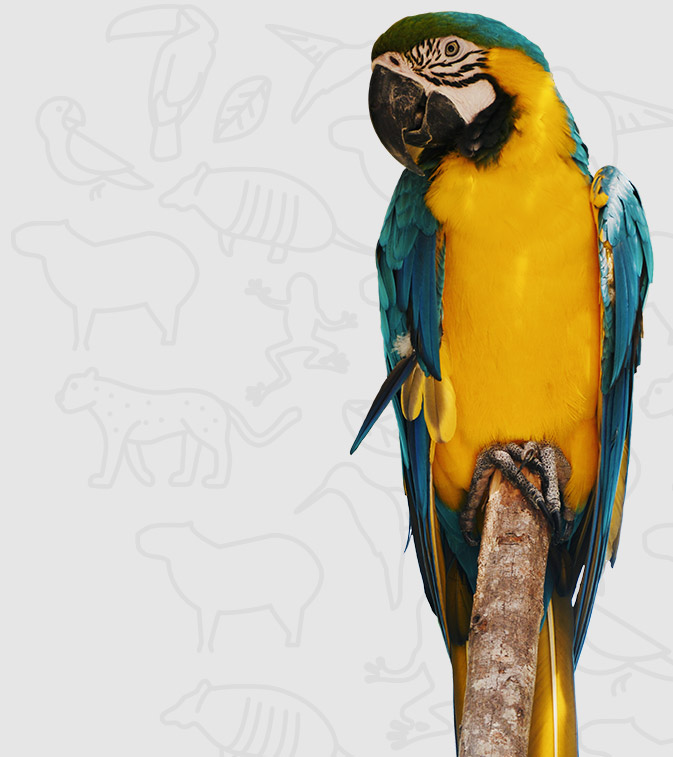 Colombian macaw