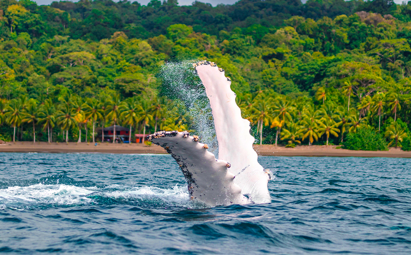 Humpback Whale breaching the water at the Colombian Pacific Coast