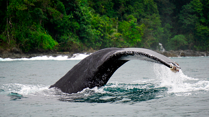 Whale watching in Bahía Solano, one of the beautiful beaches of Colombia | Colombia Travel