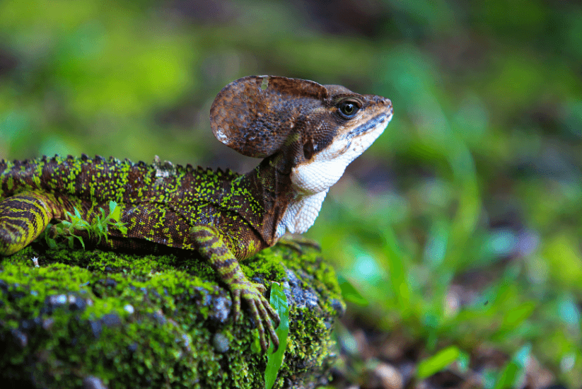 fauna reptiles