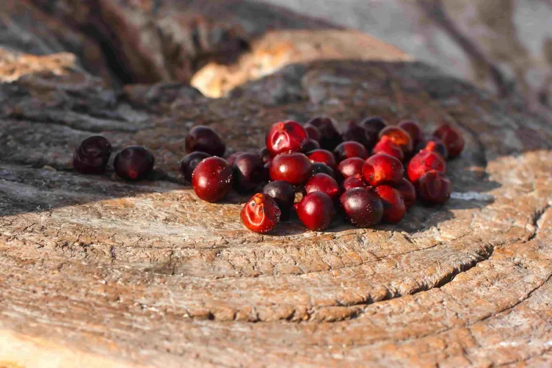 Descubre el Corozo: una fruta típica del Caribe colombiano