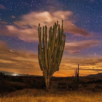 cactus en medio de una noche con estrellas en el desierto de la tatacoa.