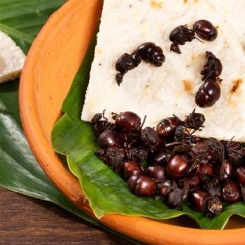 Hormigas culonas, gastronomía típica de Santander, Colombia. Hormigas culonas, gastronomía típica de Santander, Colombia.