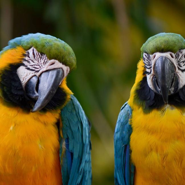 Colombia es el destino perfecto para los fanáticos del Avistamiento de Aves