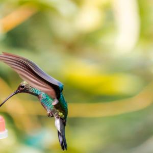 Vista de un colibrí tomando agua desde un alimentador en Minca, Santa Marta.