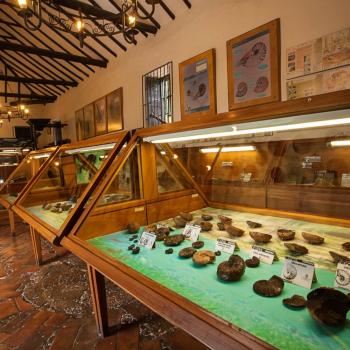 Foto Museo Paleontológico