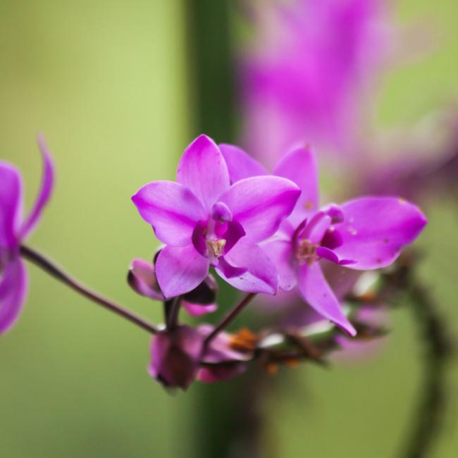 Foto Reserva Natural Orquídeas del Tolima